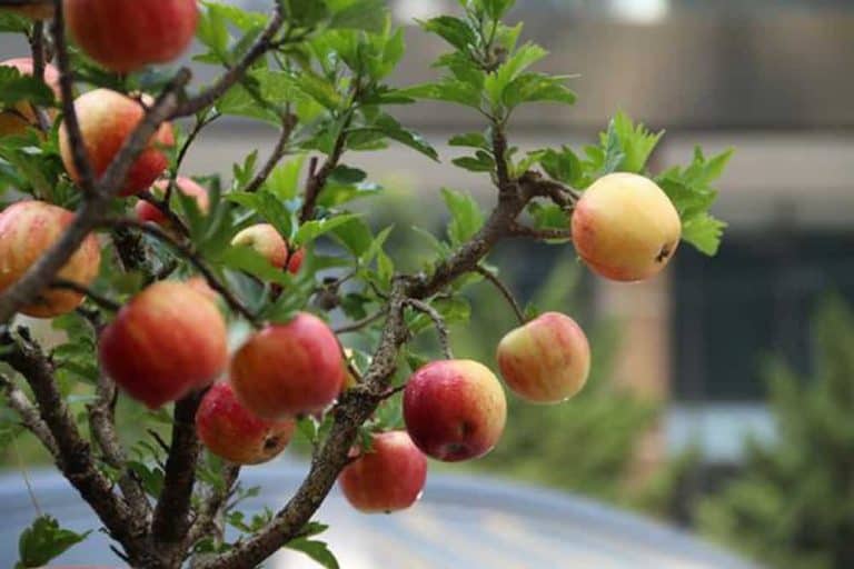 Giống cây ăn quả trồng chậu Cây táo đỏ.